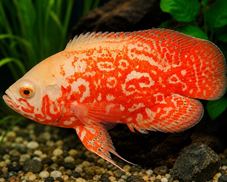 Albino Nemo Tiger Oscar - 4-5cm